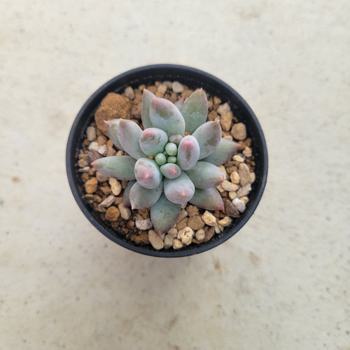 多肉植物❤レア❤ラコムビーナス❤抜き苗 その他インテリア雑貨 ✰Pan