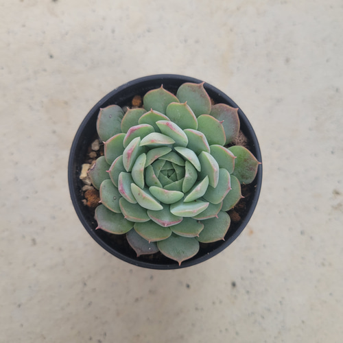 多肉植物❤レア❤レッドボール❤抜き苗 その他インテリア雑貨 ✰Pan