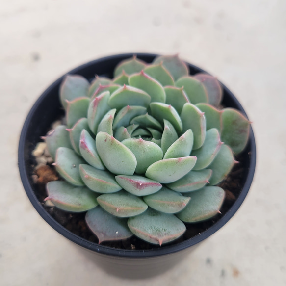 多肉植物❤レア❤レッドボール❤抜き苗 その他インテリア雑貨