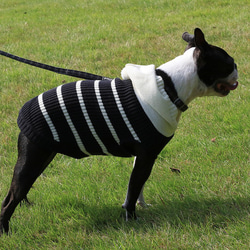 犬服　あったかニットセーター‼　片畦ボーダーパーカー 12枚目の画像