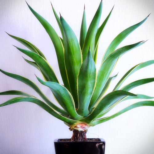 現品販売です。幹上がりタイプでアートなアガベ・ベネゼイラ 現品販売です。幹上がりタイプでアートなアガベ・ベネゼイラ 現品販売