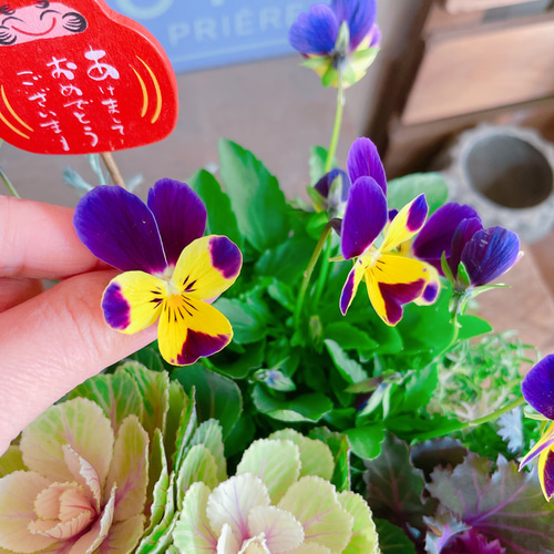 現品SALE♡ラスト【6種類ガーデニング】葉牡丹入り寄せ植え 現品SALE♡ラスト【6種類ガーデニング】葉牡丹入り寄せ植え