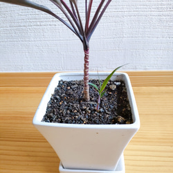 ドラセナ・カプチーノ　観葉植物　育てやすい　　お洒落インテリア　モダン　カラーリーフ　受け皿付き鉢カバー　インドアグリー 5枚目の画像