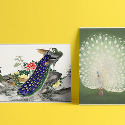 【NO.430】孔雀と牡丹の日本画アートポスター☆お正月和柄和室インテリア和モダンA3A2A1B5B4B3B2B1ハガキ 9枚目の画像