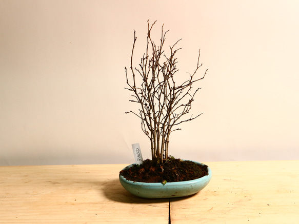 ケヤキ　寄せ植え　盆栽 12-10 ケヤキ 小品盆栽 9本立寄せ植え 自然の姿 冬景色 盆栽 極
