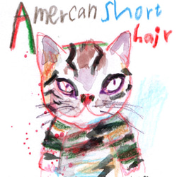 American short hair 2枚目の画像