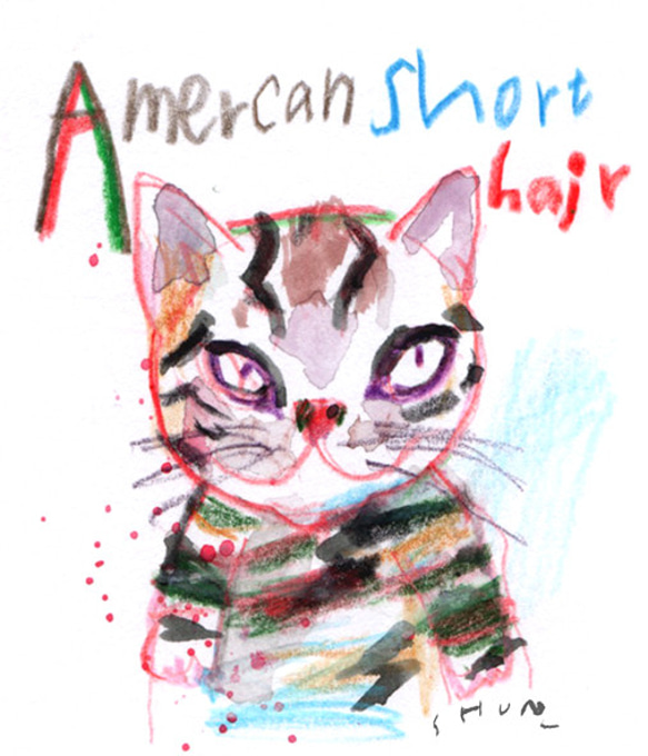 American short hair 2枚目の画像