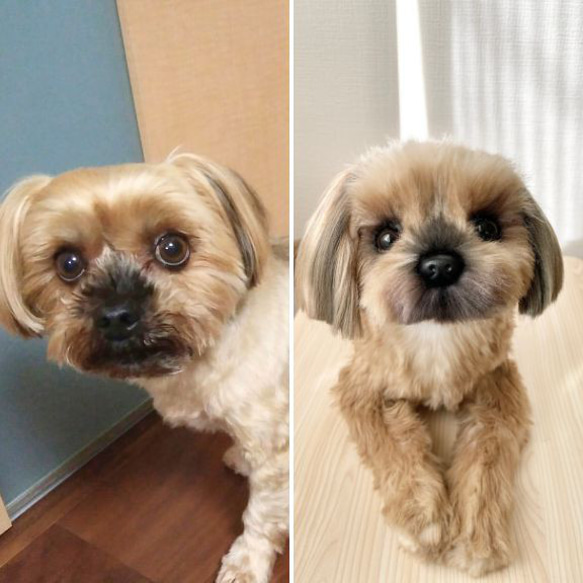 犬 猫 ペットそっくりな動物ぬいぐるみ オーダーメイド▶大切な方へのユニークなギフトとしても 