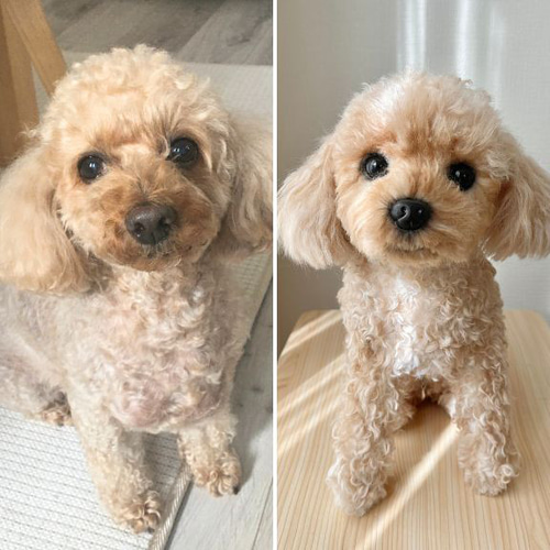 犬 猫 ペットそっくりな動物ぬいぐるみ オーダーメイド▷大切な方への 