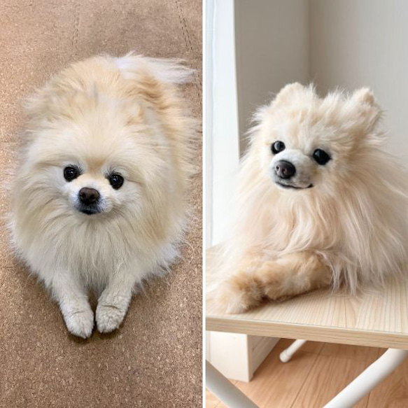 ぬいぐるみ 犬 ティーカッププードル 作家 ファークラフト タグ付き 毛皮 ぬいぐるみ 犬 ティーカッププードル 作家 ファークラフト タグ