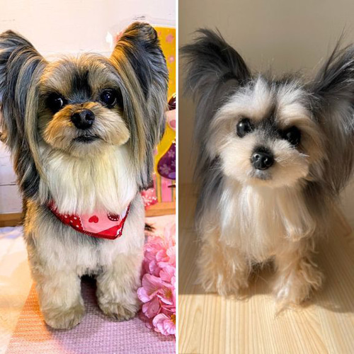 犬 猫 ペットそっくりな動物ぬいぐるみ オーダーメイド▷大切な