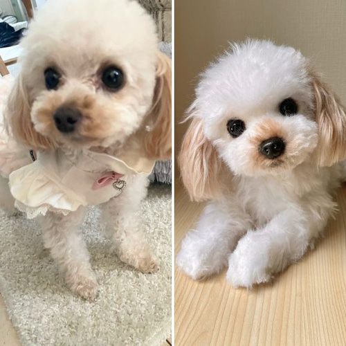 犬 猫 ペットそっくりな動物ぬいぐるみ オーダーメイド▷大切な