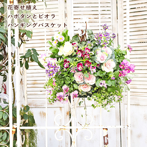 送料無料 期間限定 花寄せ植え ハボタン＆ビオラのハンギング