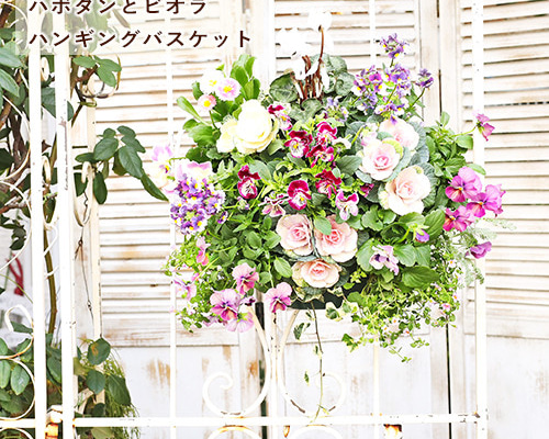 大きなバスケットの寄せ植え☆ポンポンが可愛い花達♪︎ （植物