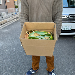 泰山木　葉っぱ　 1枚目の画像