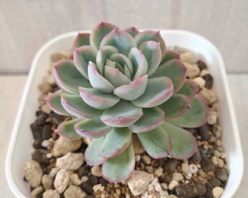 多肉植物　花月夜　抜き苗　エケベリア 花月夜 (抜き苗)【エケベリア】多肉植物 多肉植物 エケベリアSKETCH