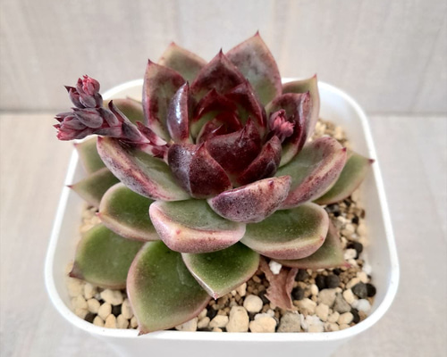 パープルクリスタル 紫水晶 エケベリア 多肉植物 抜き苗 パープルクリスタル 紫水晶 エケベリア 多肉植物 抜き苗