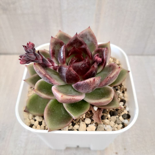 パープルクリスタル 紫水晶 エケベリア 多肉植物 抜き苗 パープルクリスタル (抜き苗)【エケベリア】多肉植物 多肉植物