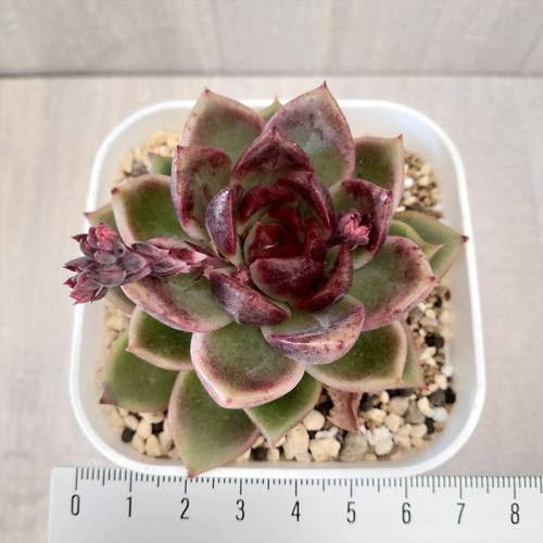 パープルクリスタル (抜き苗)【エケベリア】多肉植物 多肉植物