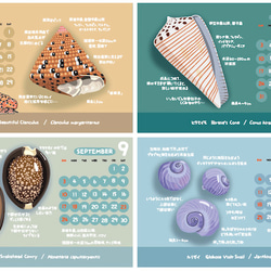 2023貝がら図鑑カレンダー 4枚目の画像