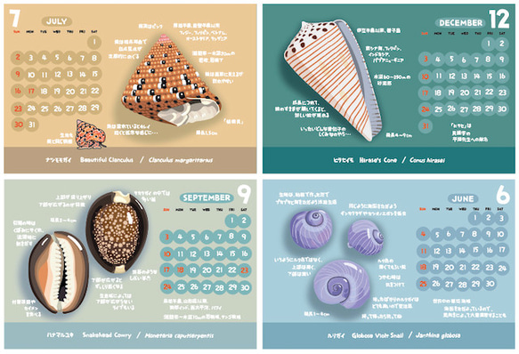 2023貝がら図鑑カレンダー（エコパック） 4枚目の画像