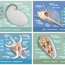 2023貝がら図鑑カレンダー（エコパック） 3枚目の画像