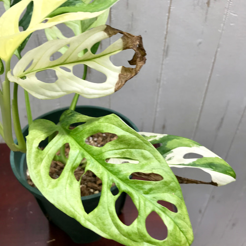 マドカズラ 斑入り Monstera adansonii 2 鉢 ハーフ（元斑入り