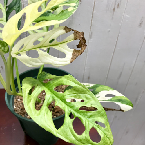 極斑良個体 ハーフムーン マドカズラ 斑入り Monstera adansonii