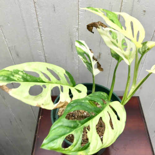 極斑良個体 ハーフムーン マドカズラ 斑入り Monstera adansonii