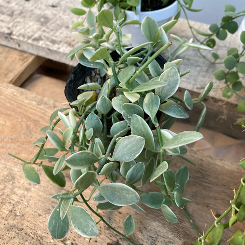 ディスキディア4種類セット♪観葉植物♪多肉植物♪ アートフラワー