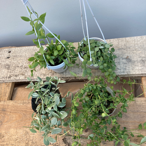 ディスキディア4種類セット♪観葉植物♪多肉植物♪ アートフラワー