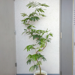 【現品】エバーフレッシュ曲がり　大型観葉植物　高さ155　樹形綺麗　ボリューム◎　8号鉢　ギフト　お祝い 2枚目の画像