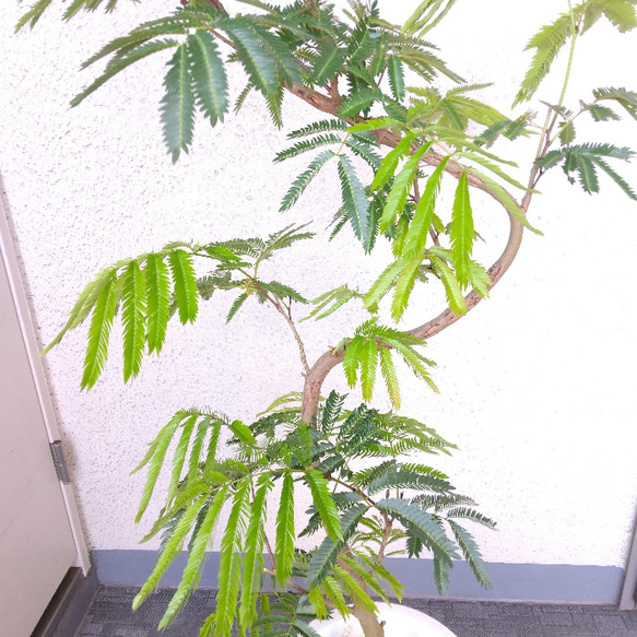 【現品】エバーフレッシュ曲がり　大型観葉植物　高さ155　樹形綺麗　ボリューム◎　8号鉢　ギフト　お祝い 4枚目の画像