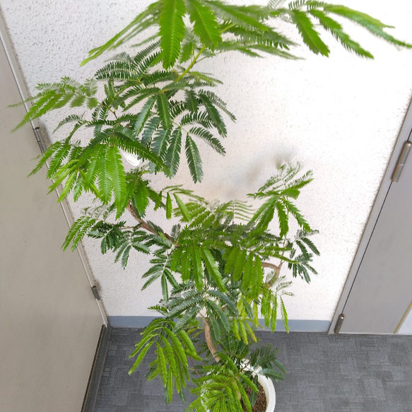 【現品】エバーフレッシュ曲がり　大型観葉植物　高さ155　樹形綺麗　ボリューム◎　8号鉢　ギフト　お祝い 7枚目の画像