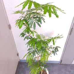 【現品】エバーフレッシュ曲がり　大型観葉植物　高さ155　樹形綺麗　ボリューム◎　8号鉢　ギフト　お祝い 3枚目の画像