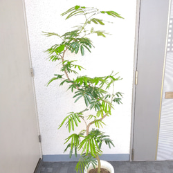 【現品】エバーフレッシュ曲がり　大型観葉植物　高さ155　樹形綺麗　ボリューム◎　8号鉢　ギフト　お祝い 9枚目の画像