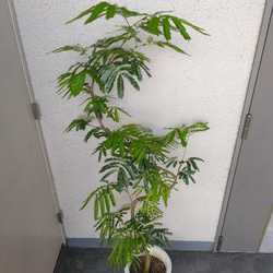 【現品】エバーフレッシュ曲がり　大型観葉植物　高さ155　樹形綺麗　ボリューム◎　8号鉢　ギフト　お祝い 11枚目の画像