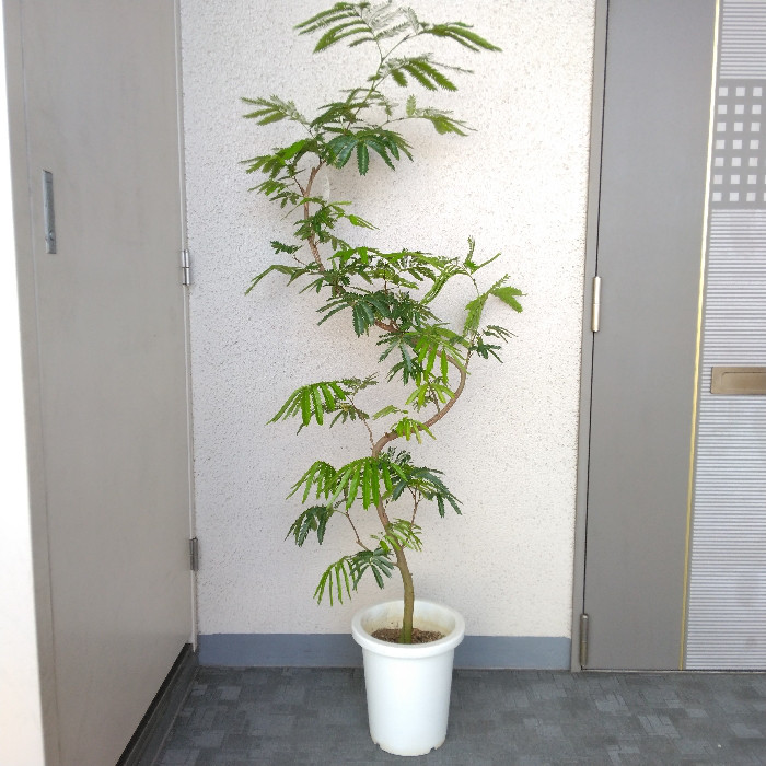 現品】エバーフレッシュ曲がり 大型観葉植物 高さ155 樹形綺麗 ...