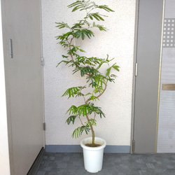 【現品】エバーフレッシュ曲がり 大型観葉植物 高さ155 樹形綺麗 ...