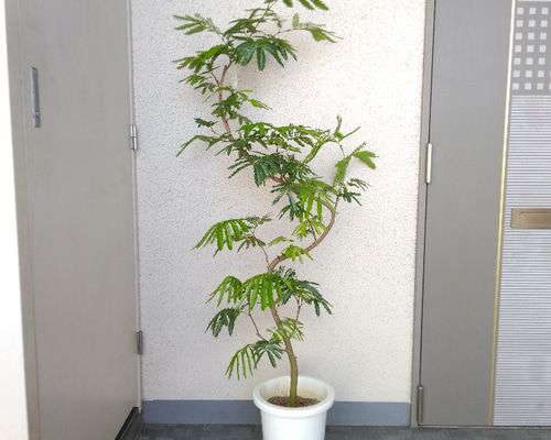 エバーフレッシュ曲がり❗️観葉植物！沖縄産！高さ115◎❗幹極太！樹形綺麗