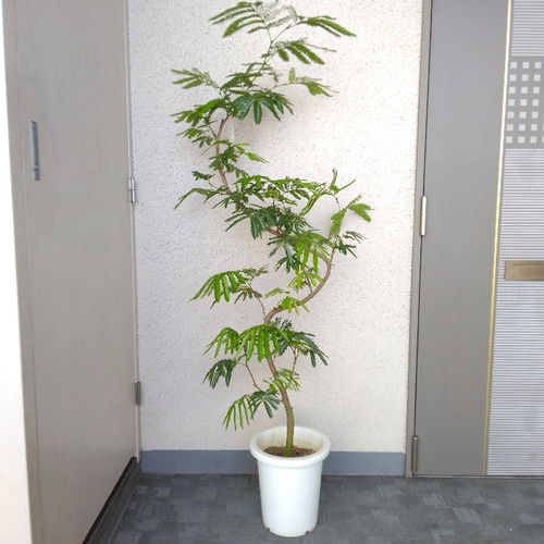Nm‼️エバーフレッシュ曲がり❗️観葉植物！高さ143◎！沖縄産 エバーフレッシュ 10号の通販 | 観葉植物通販AONOKI（あおのき）