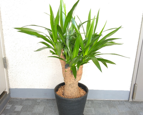 現品】①ユッカ【ブランチ】 観葉植物 高級セラアート鉢受皿付 7号鉢