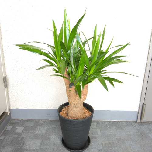 観葉植物 ユッカブランチ