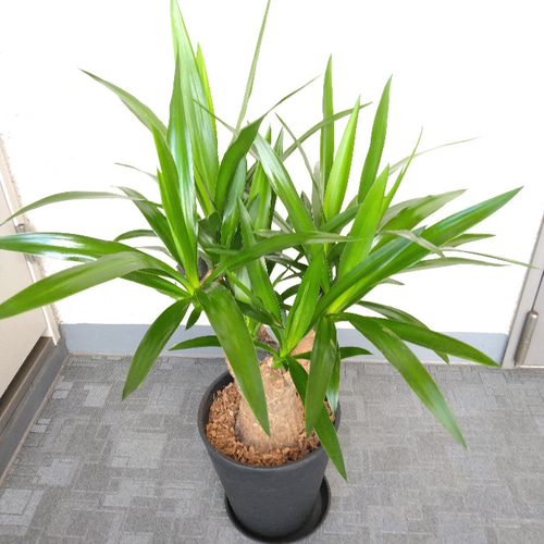 現品】①ユッカ【ブランチ】 観葉植物 高級セラアート鉢受皿付 7号鉢 