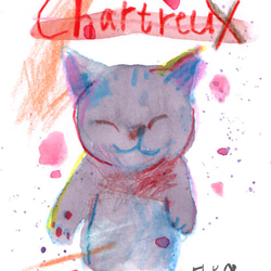 Chartreux-2 2枚目の画像