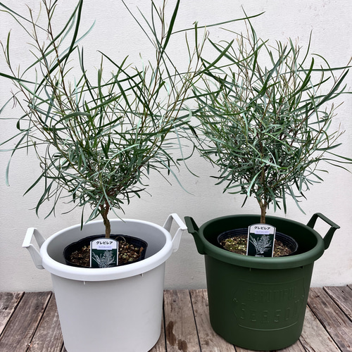 グレビレア＊エンドリチェリアナ＊取っ手付きプラスチック鉢植え
