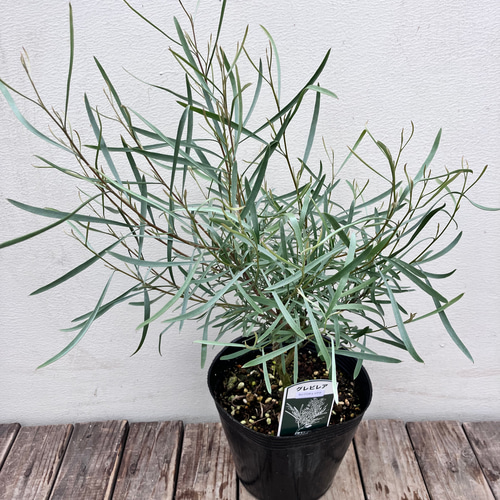 グレビレア＊エンドリチェリアナ＊取っ手付きプラスチック鉢植え