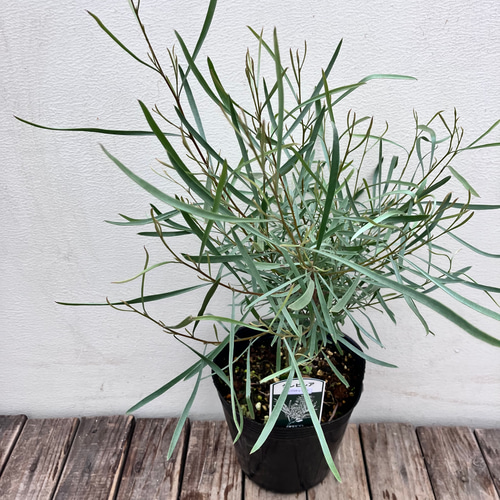 グレビレア＊エンドリチェリアナ＊取っ手付きプラスチック鉢植え