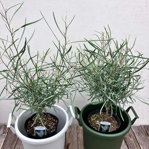 グレビレア エンドリチェリアナ ファイバー鉢 グレビレア エンドリチェリアナ ファイバー鉢 - メルカリ