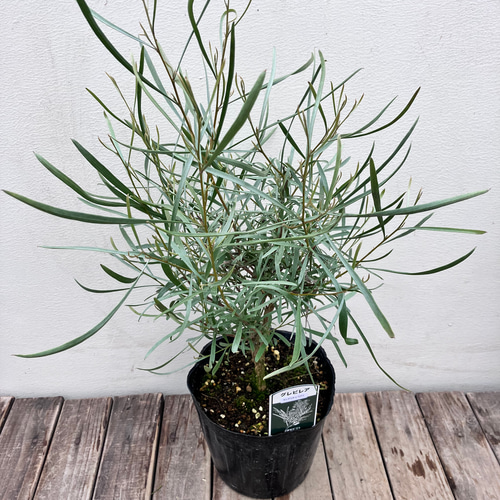 グレビレア＊エンドリチェリアナ＊取っ手付きプラスチック鉢植え